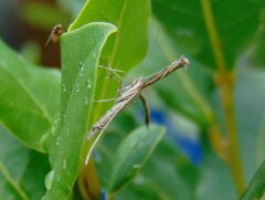 Pterophoridae