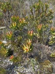 Leucadendron gandogeri