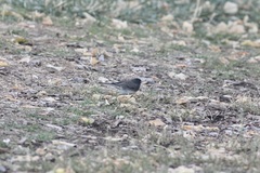 Junco hyemalis cismontanus