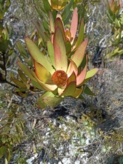 Leucadendron gandogeri