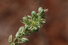 Albuca bracteata