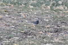 Junco hyemalis cismontanus