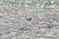 Junco hyemalis cismontanus