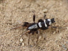 Herpyllinae