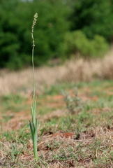 Albuca bracteata