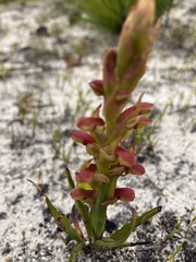 Disa reticulata