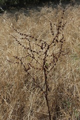 Rumex pulcher
