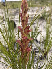 Disa reticulata