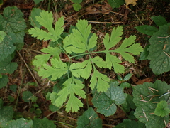 Dicentra formosa