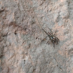 Euophryini