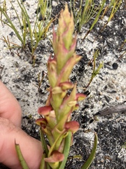 Disa reticulata