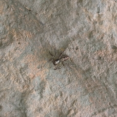 Euophryini
