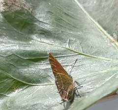 Callophrys xami xami