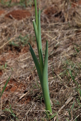Albuca bracteata