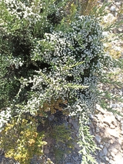 Brunia microphylla