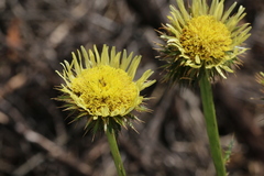 Berkheya radula