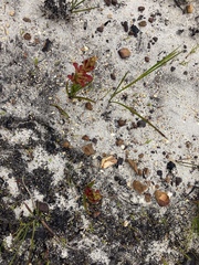 Disa reticulata