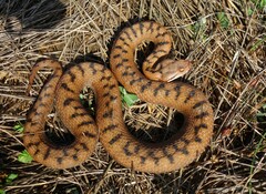 Vipera aspis
