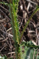 Berkheya radula