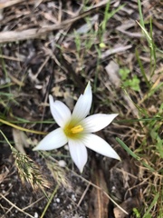 Romulea flava