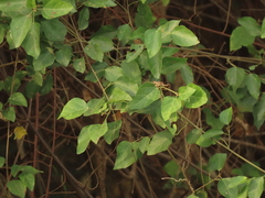 Mallotus repandus