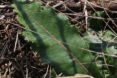 Berkheya radula