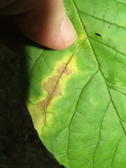 Mycosphaerella fraxinicola