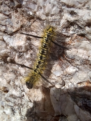Lophocampa mixta