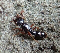 Amblyopone australis