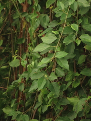 Mallotus repandus