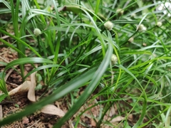 Cyperus mindorensis