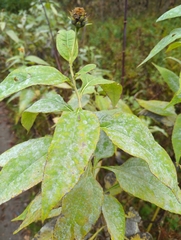 Helianthus tuberosus