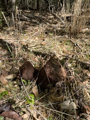 Calvatia