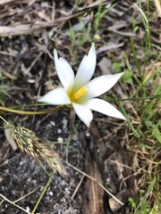 Romulea flava