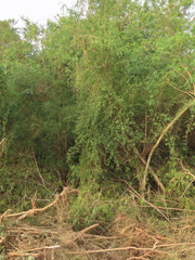 Mallotus repandus