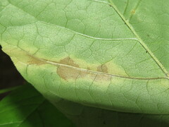 Mycosphaerella fraxinicola