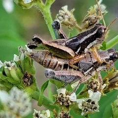 Phaedrotettix dumicola