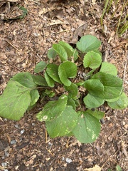 Packera obovata