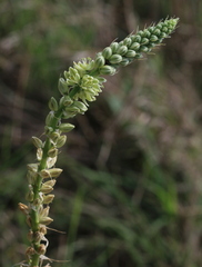 Albuca bracteata