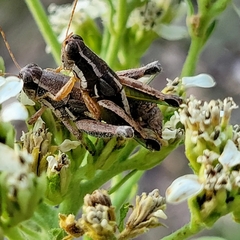 Phaedrotettix dumicola