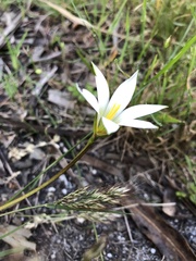 Romulea flava