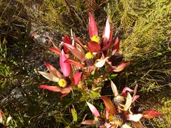 Leucadendron
