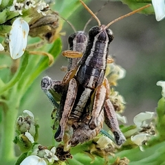 Phaedrotettix dumicola