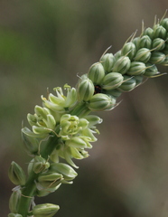 Albuca bracteata