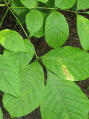 Mycosphaerella fraxinicola