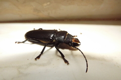 Mallodon