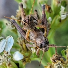 Phaedrotettix dumicola