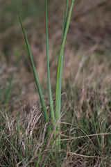 Albuca bracteata