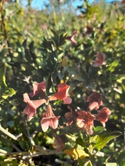 Salvia lanceolata
