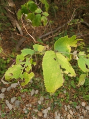 Sambucus